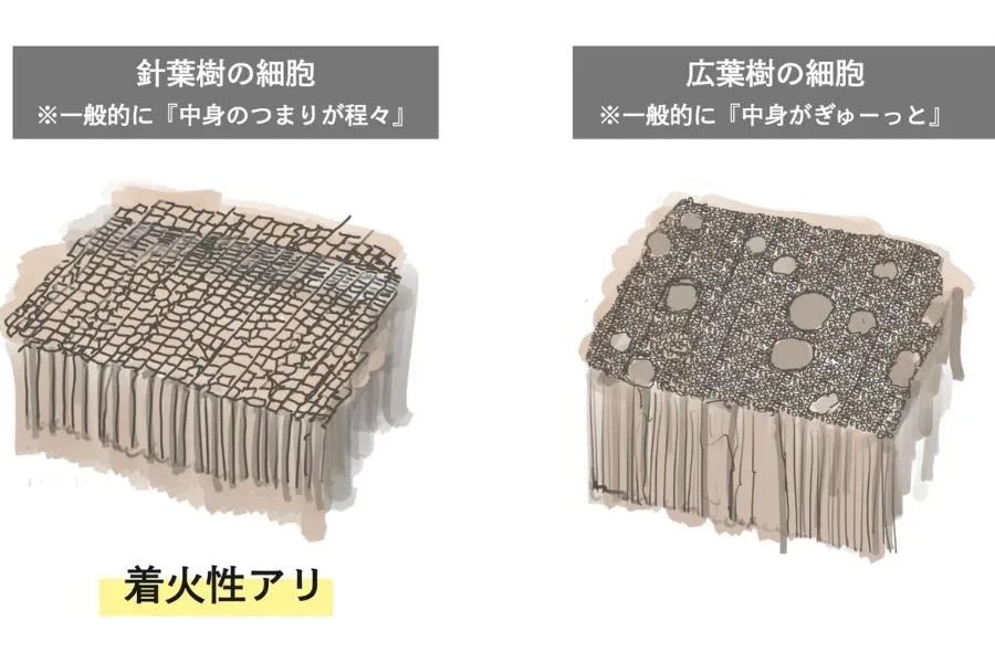 針葉樹と広葉樹の細胞イメージ