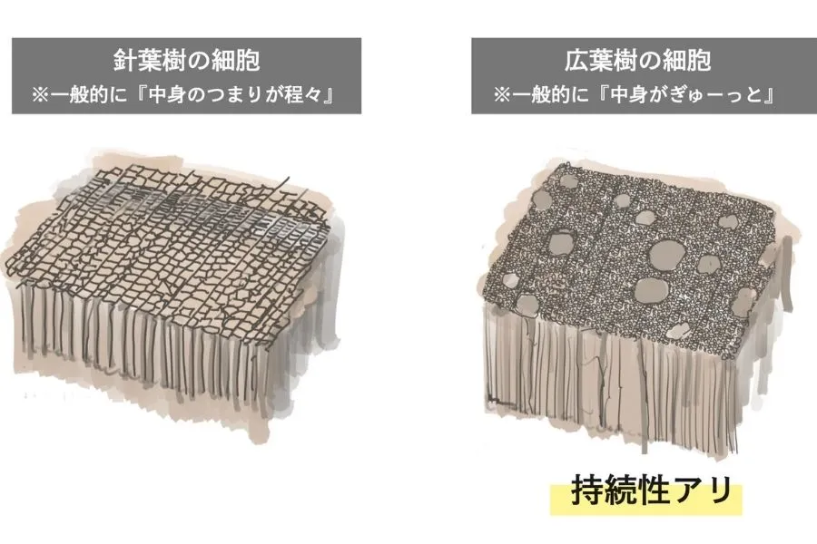 針葉樹と広葉樹の細胞イメージ