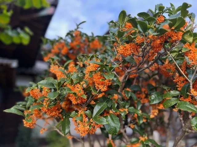 金木犀の花