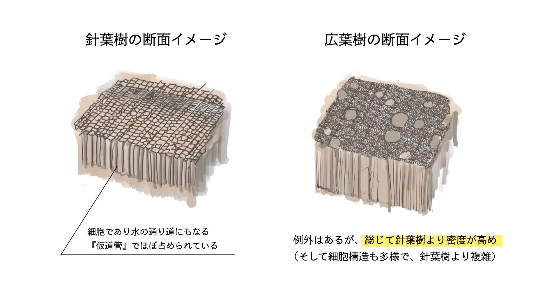 針葉樹と広葉樹の密度イメージ