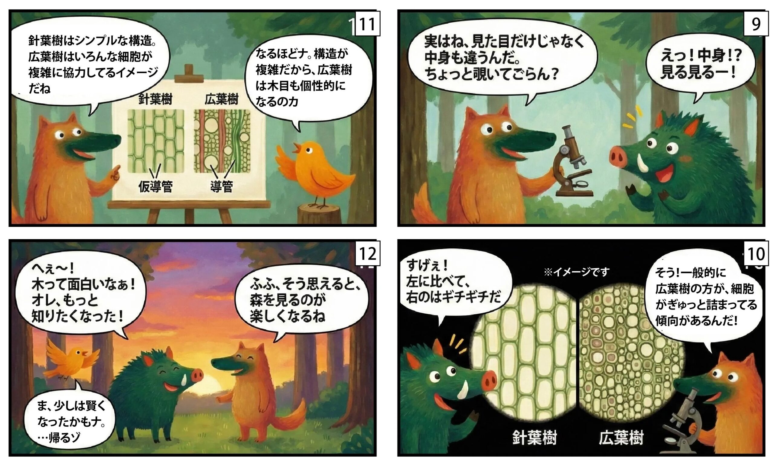 針葉樹と広葉樹漫画③|もくめディア