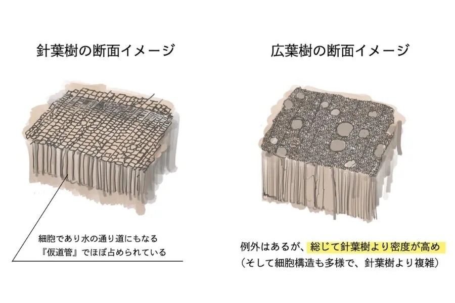 針葉樹と広葉樹の細胞イメージ