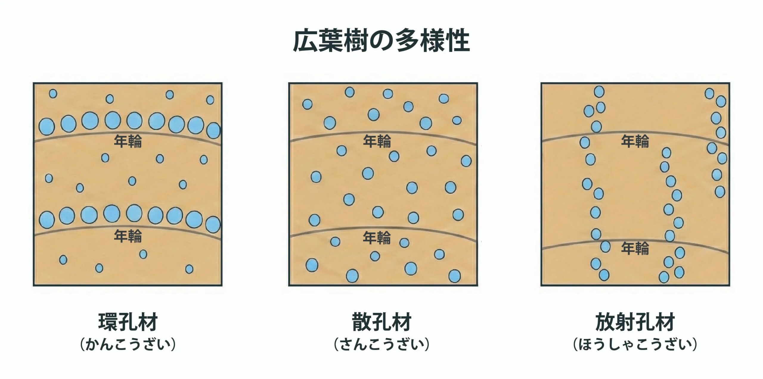 広葉樹の多様性