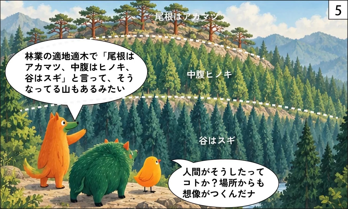 もくめディア|ヒノキとスギの見分け方-5
