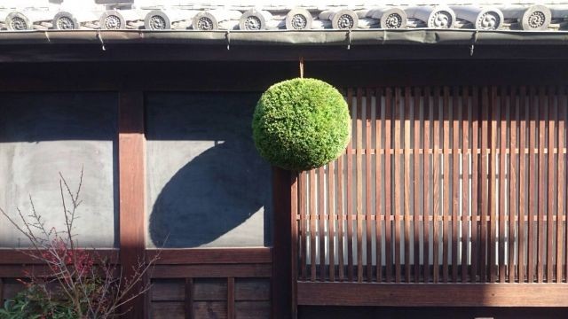 スギ玉写真