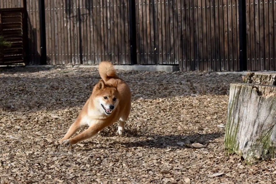 ウッドチップの庭を走り回る犬