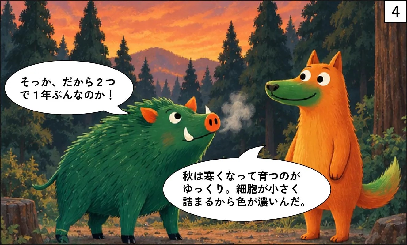 もくめディア|木の年輪はなぜできる?-4