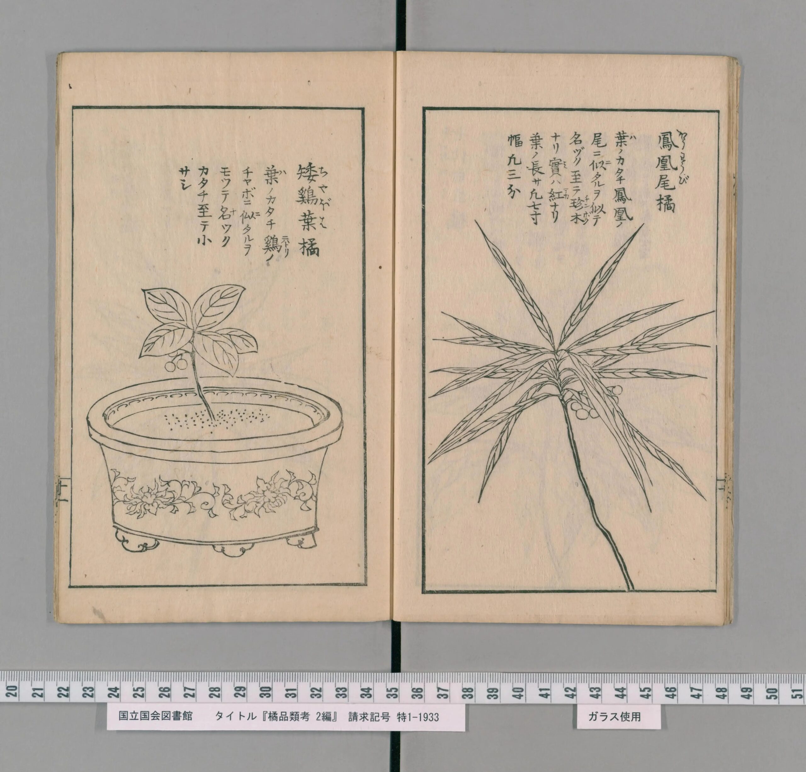 カラタチバナの変異品