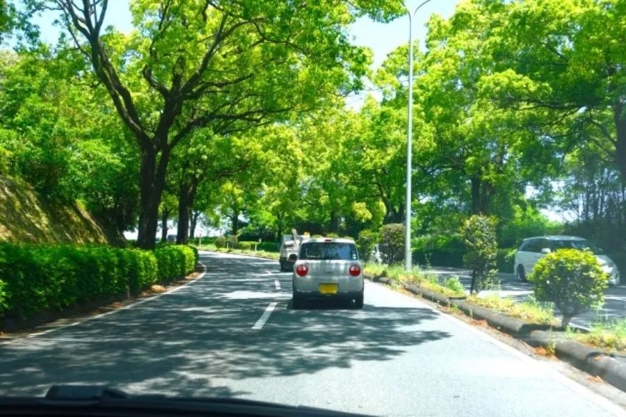 排気ガスも緩和してくれる街路樹