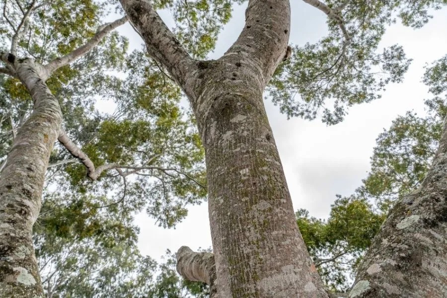 アカシア・コンフューサ(Acacia confusa)の木