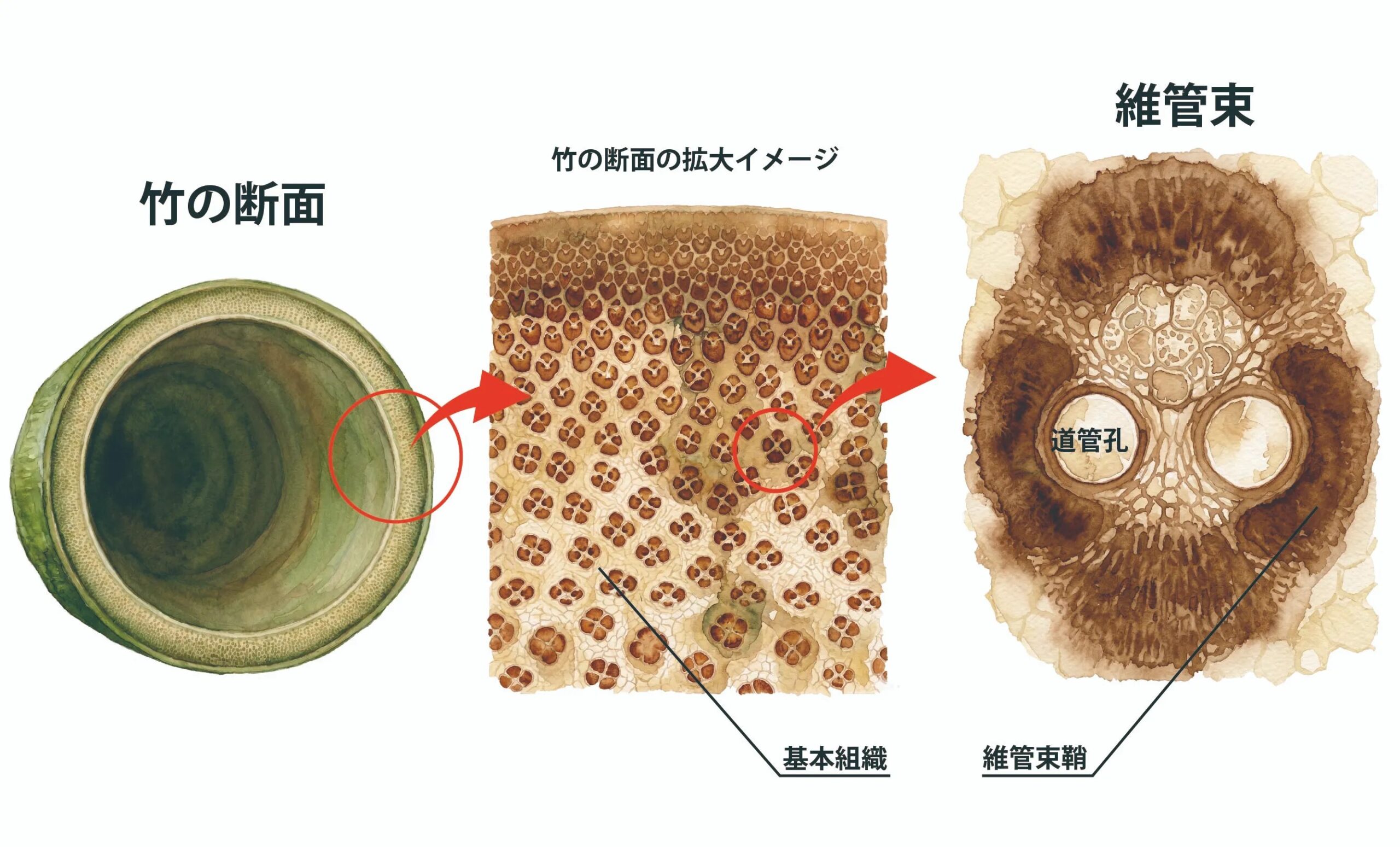 竹の断面イメージ