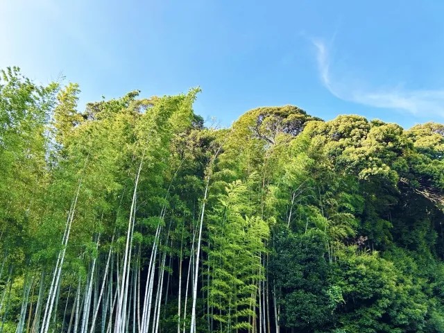 強風の中でしなる竹