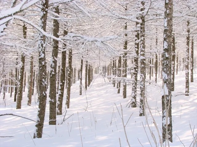 雪の中のカラマツ