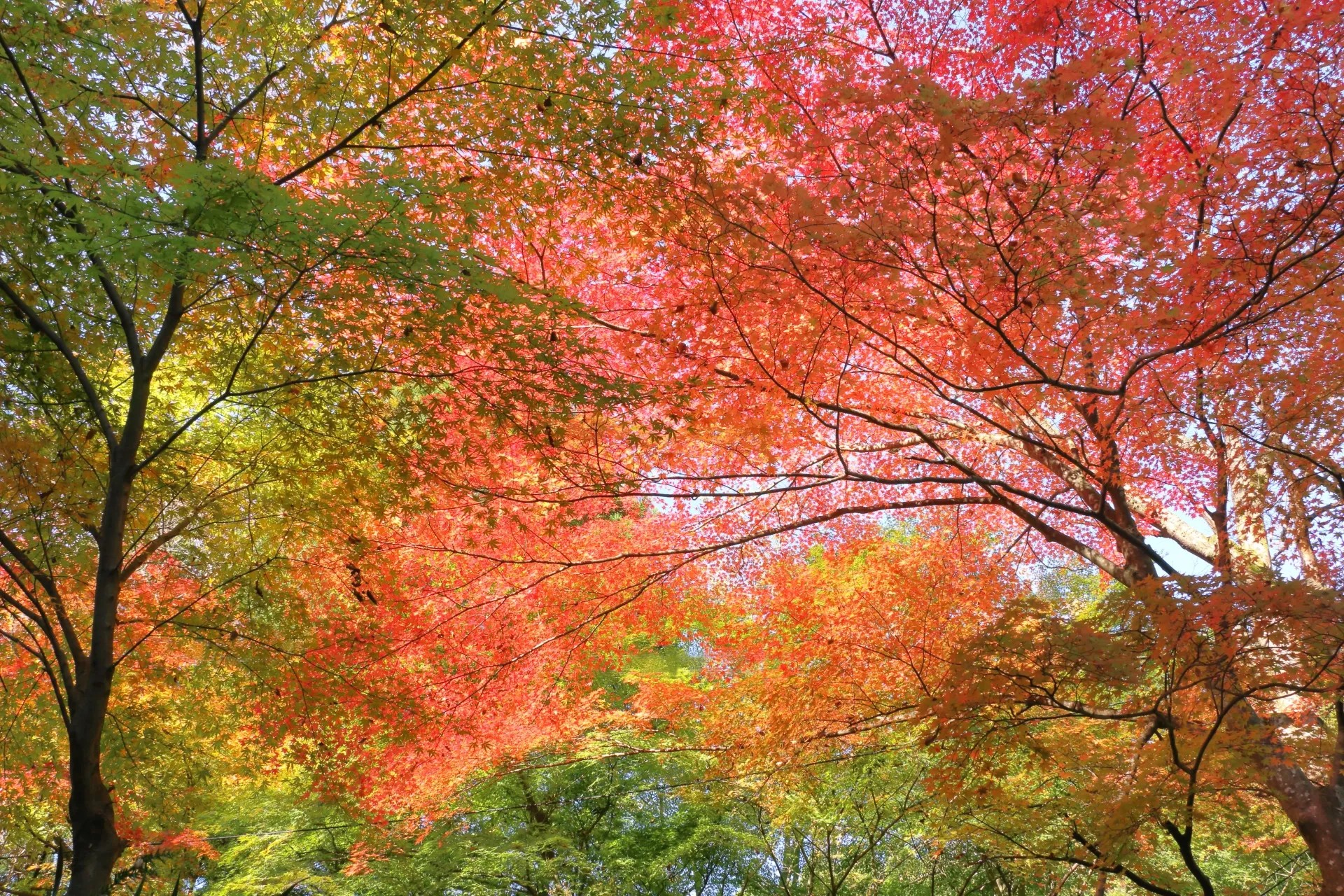 日本で見られるモミジの紅葉