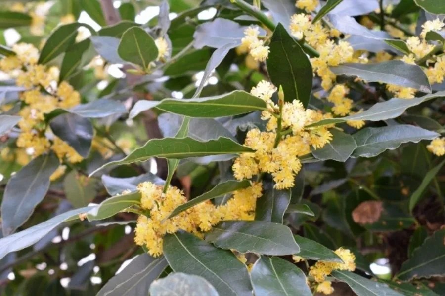 月桂樹の“花”