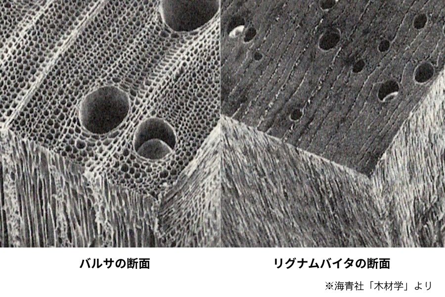 世界一“軽い木“バルサ、世界一“重い木”リグナムバイタ断面比較（海青社「木材学」より）
