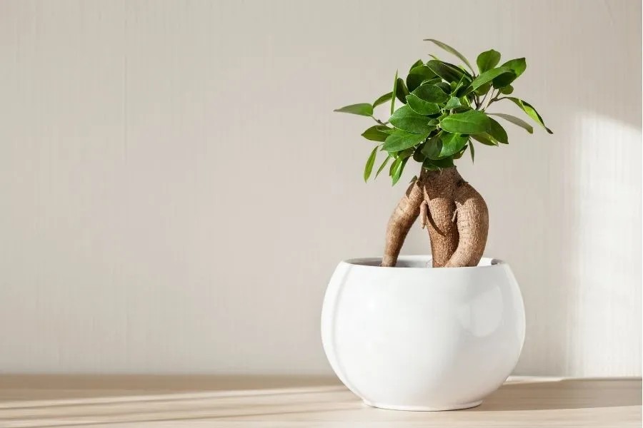 観葉植物としてのガジュマル