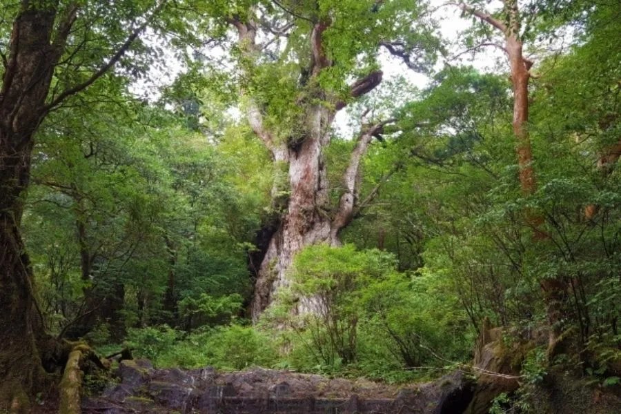 縄文杉