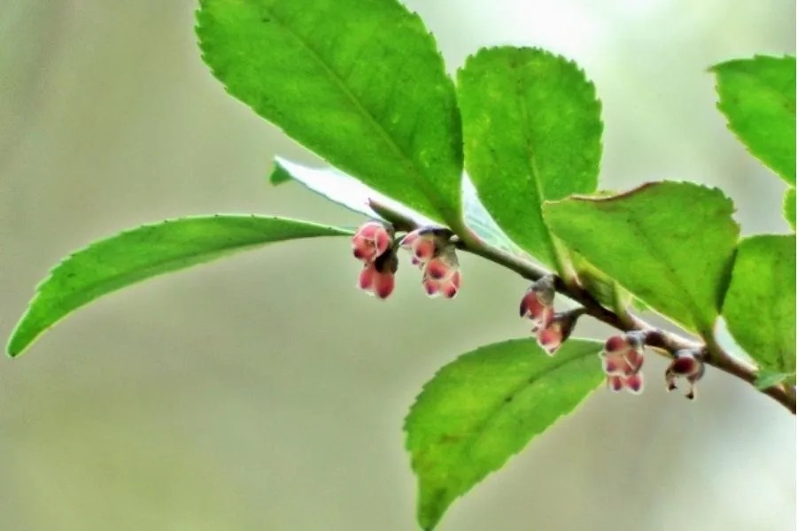 ヒサカキの花