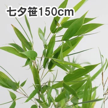 【生花/予約】七夕用　竹笹（1.5m程度）※商品説明をお読み下さい。※届日限定：6/27-28[1本]