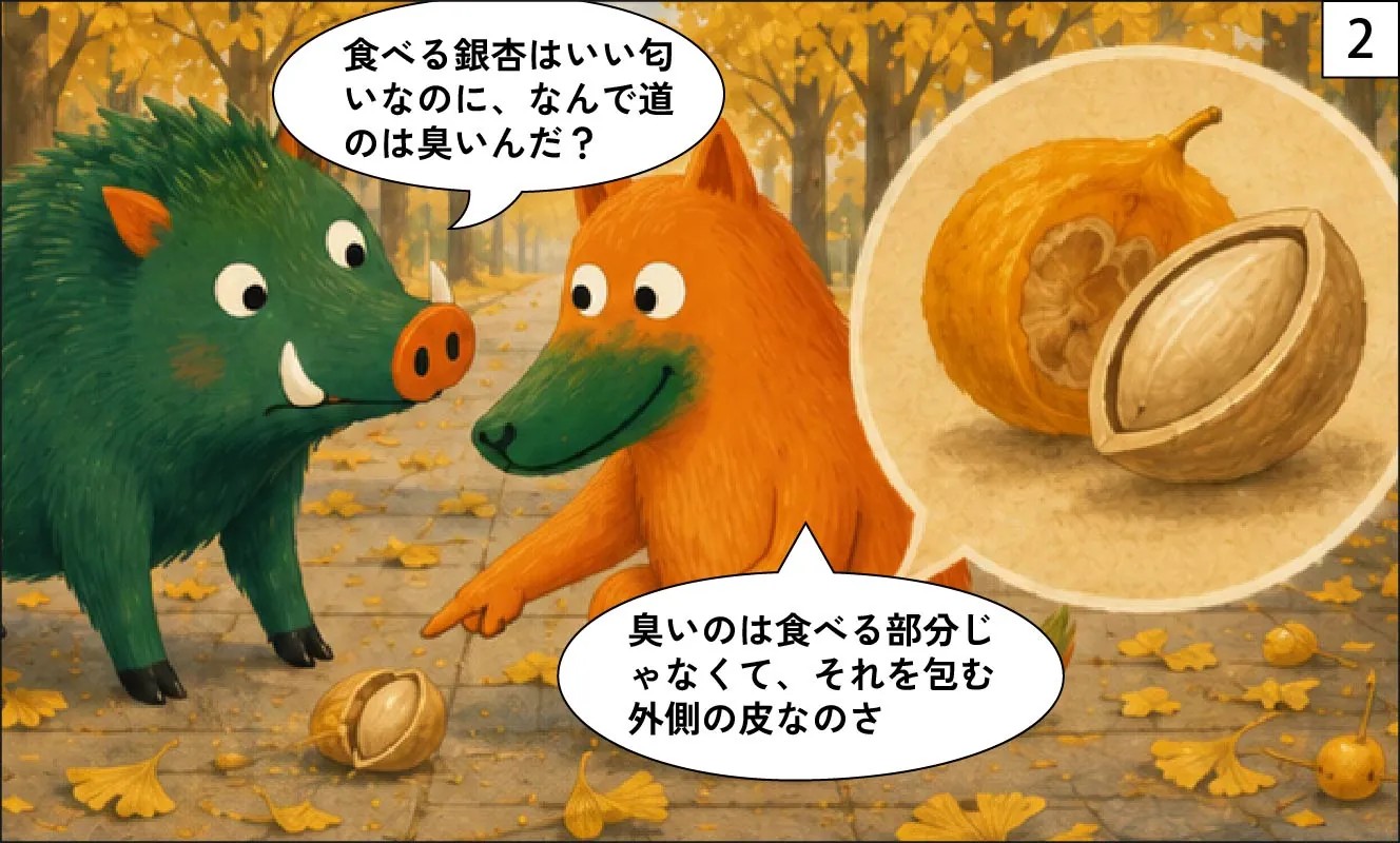 もくめディア|銀杏はなぜ臭い?-2