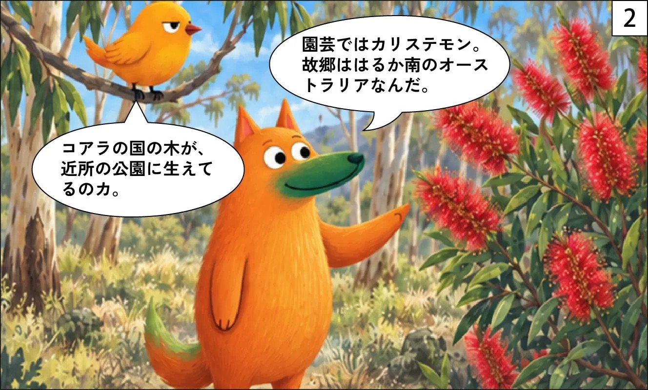 もくめディア|ブラシの木とは?-2