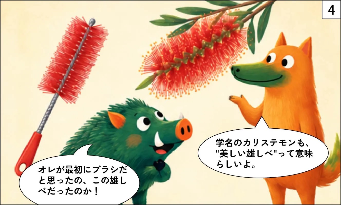 もくめディア|ブラシの木とは?-4