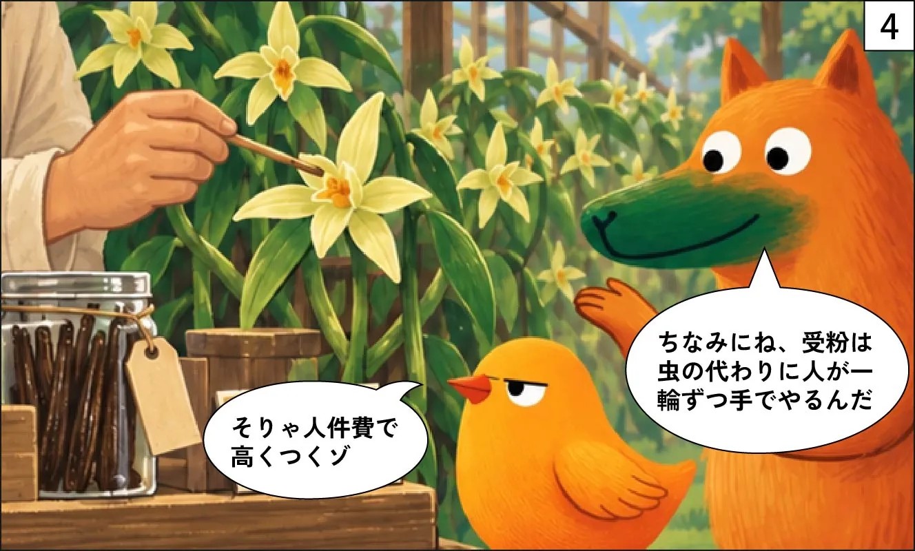 もくめディア|バニラビーンズの木の正体-4