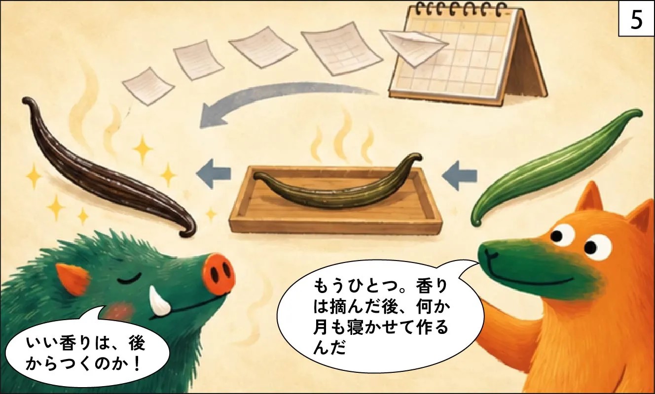 もくめディア|バニラビーンズの木の正体-5