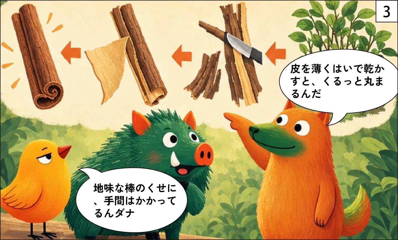 もくめディア|シナモンの木ってどんな木?-3