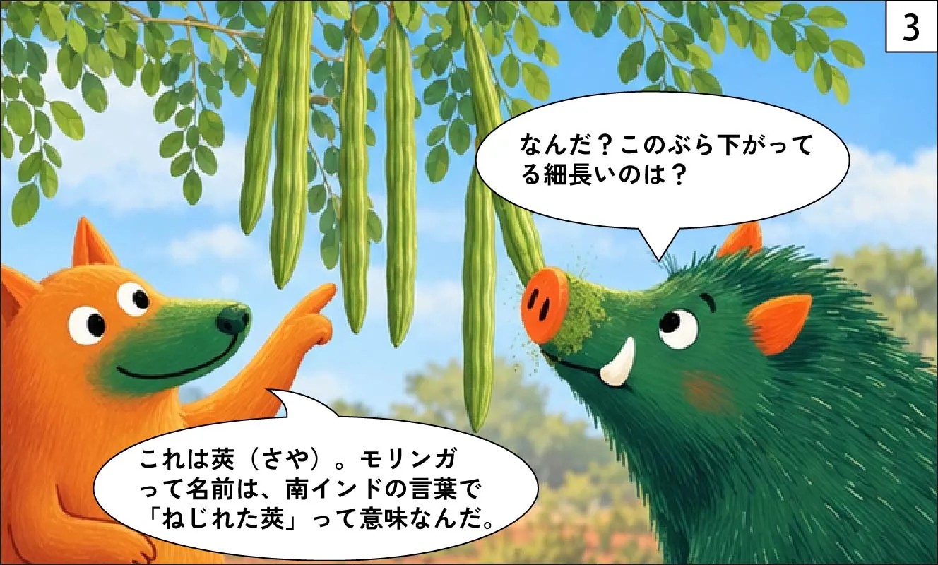 もくめディア|モリンガとは?-3