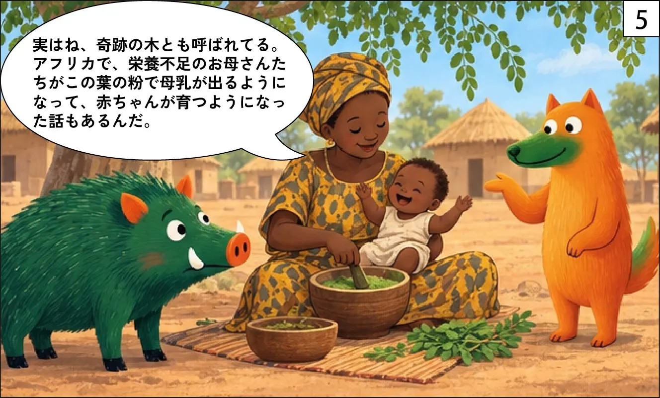 もくめディア|モリンガとは?-5